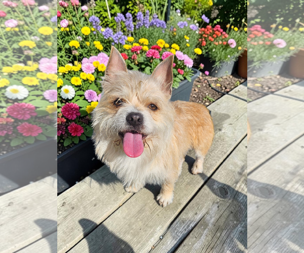 Medium Photo #5 Mutt Puppy For Sale in McKinney, TX, USA