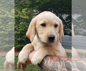 Medium Labrador Retriever