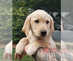 Puppy Puppy 2 Labrador Retriever