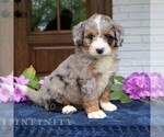 Small #2 Bernedoodle (Miniature)