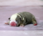 Small #1 Bulldog