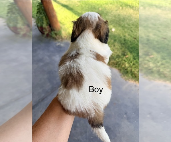 Medium Photo #3 Shih Tzu Puppy For Sale in ALBUQUERQUE, NM, USA