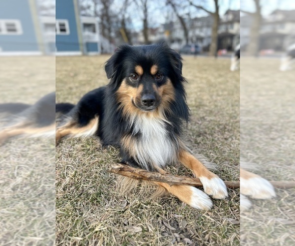 Medium Photo #1 Miniature Australian Shepherd-Pomsky Mix Puppy For Sale in CHICAGO, IL, USA