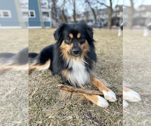 Father of the Miniature Australian Shepherd-Pomsky Mix puppies born on 06/20/2026