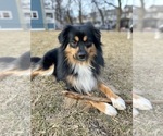 Small Photo #1 Miniature Australian Shepherd-Pomsky Mix Puppy For Sale in CHICAGO, IL, USA