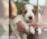 Small Photo #17 Goldendoodle (Miniature) Puppy For Sale in FREDERICA, DE, USA
