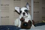 Small Photo #3 French Bulldog Puppy For Sale in KLEIN, TX, USA