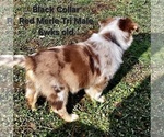 Small Photo #36 Border Collie Puppy For Sale in BYBEE, TN, USA