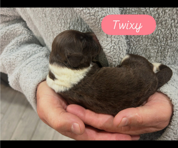 Medium Photo #1 Portuguese Water Dog Puppy For Sale in BAYTOWN, TX, USA