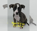 Small #1 Staffordshire Bull Terrier Mix
