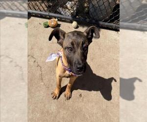 German Shepherd Dog Dogs for adoption in Tulsa, OK, USA