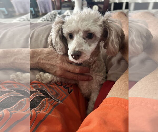 Medium Photo #2 Poodle (Toy)-Unknown Mix Puppy For Sale in Pittsburg, CA, USA