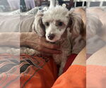 Small #1 Poodle (Toy) Mix