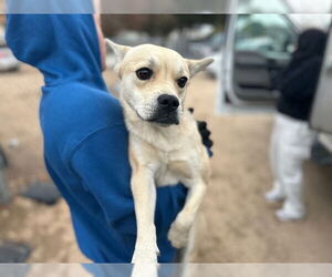 Chihuahua-Siberian Husky Mix Dogs for adoption in HESPERIA, CA, USA