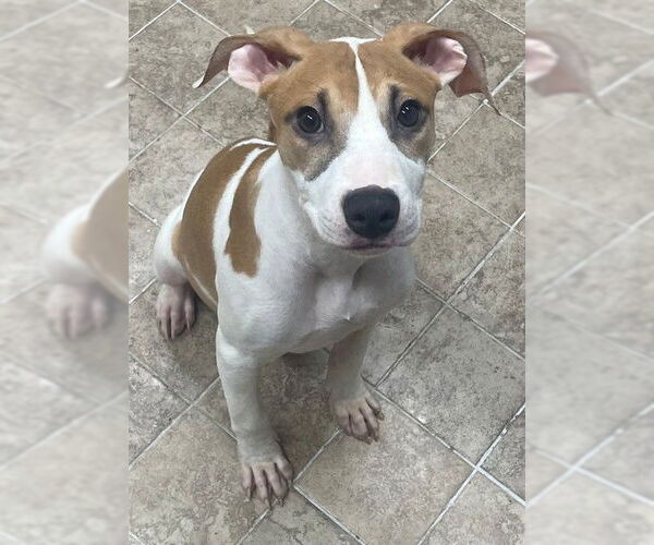 Medium Photo #2 American Pit Bull Terrier-Unknown Mix Puppy For Sale in Augusta, GA, USA