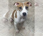 Small #1 American Pit Bull Terrier Mix