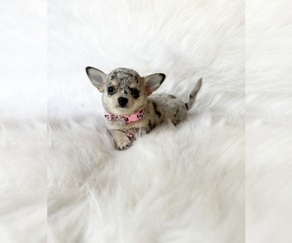 Medium Photo #5 Chihuahua Puppy For Sale in SACRAMENTO, CA, USA