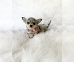Small #4 Chihuahua