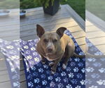 Small American Pit Bull Terrier Mix