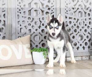 Siberian Husky Puppy for sale in MOUNT VERNON, OH, USA