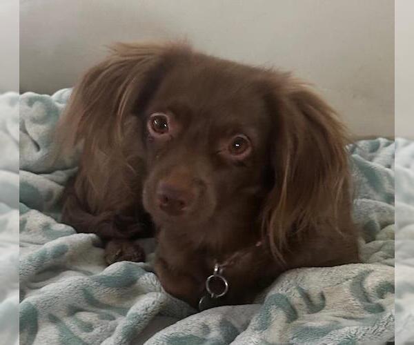 Medium Photo #4 Chihuahua-Unknown Mix Puppy For Sale in Los Angeles, CA, USA