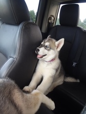 Siberian Husky Puppy for sale in DELEVAN, NY, USA
