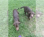 Small Photo #16 Labrador Retriever Puppy For Sale in SARASOTA, FL, USA