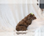 Small #8 Poodle (Toy)