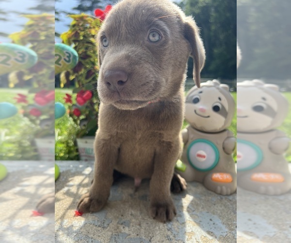 Medium Photo #15 Labrador Retriever Puppy For Sale in NEOLA, WV, USA