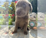 Small #14 Labrador Retriever