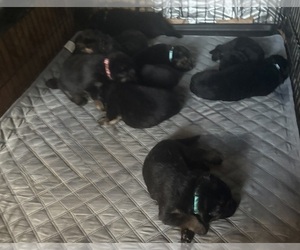German Shepherd Dog Puppy for Sale in SUMPTER TWP, Michigan USA