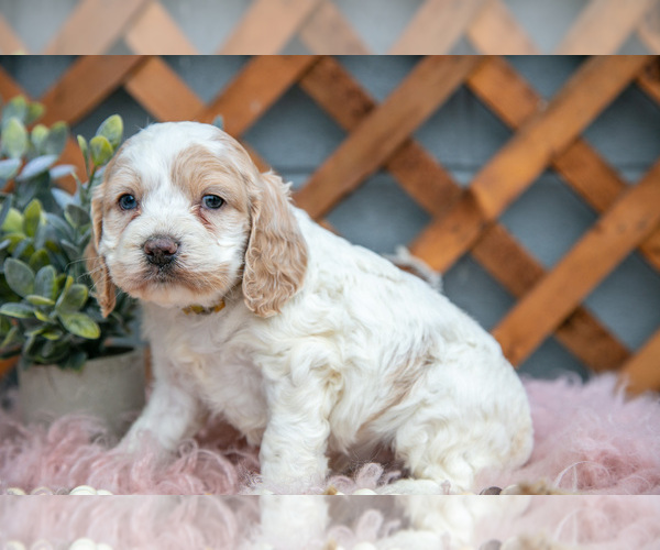 Medium Photo #13 Cock-A-Poo Puppy For Sale in MILLERSBURG, OH, USA