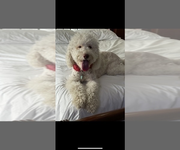 Medium Photo #1 Goldendoodle Puppy For Sale in BROOKFIELD, IL, USA