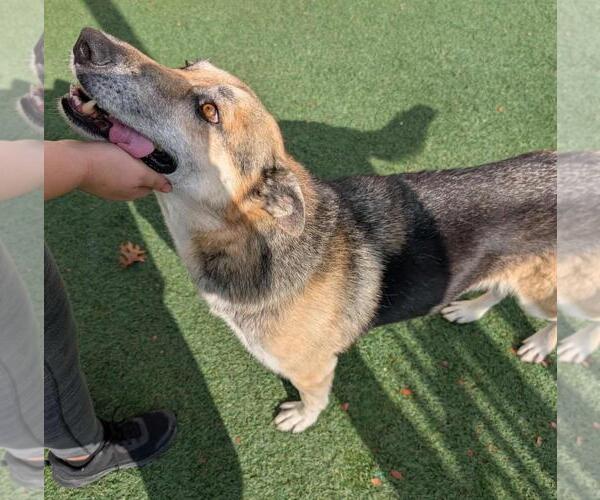 Medium Photo #3 German Shepherd Dog-Unknown Mix Puppy For Sale in Rockwall, TX, USA
