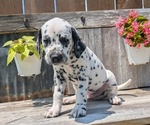 Small Photo #83 Dalmatian Puppy For Sale in GOSHEN, IN, USA