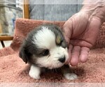 Puppy Puppy 1 Australian Shepherd