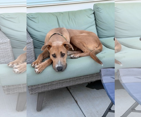 Medium Photo #2 Great Dane-Unknown Mix Puppy For Sale in Sandy, UT, USA