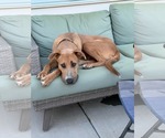 Small #1 Great Dane Mix
