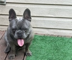 Small Photo #1 English Bulldog-French Bulldog Mix Puppy For Sale in NEW CASTLE, DE, USA