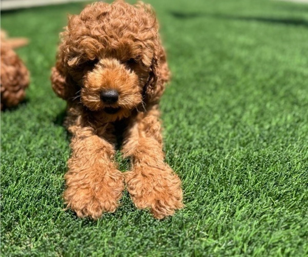 Medium Photo #2 Cavapoo (Miniature) Puppy For Sale in HOMELAND, CA, USA