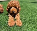 Small #1 Cavapoo (Miniature)