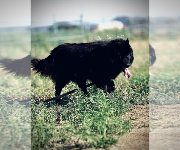 Medium Photo #1 Siberian Husky Puppy For Sale in HEMET, CA, USA