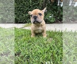 Small Photo #5 French Bulldog Puppy For Sale in SAYREVILLE, NJ, USA
