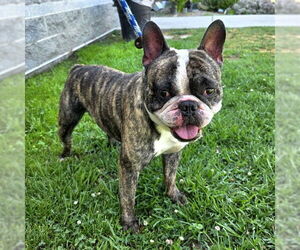 French Bulldog Dogs for adoption in Long Beach, CA, USA