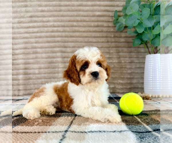 Medium Photo #2 Cavapoo (Miniature) Puppy For Sale in GREENFIELD, IN, USA