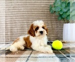 Small #1 Cavapoo (Miniature)
