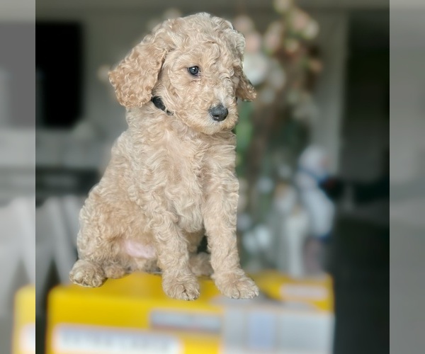Medium Photo #1 Poodle (Standard) Puppy For Sale in MODESTO, CA, USA