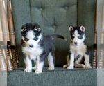 Small #2 Siberian Husky