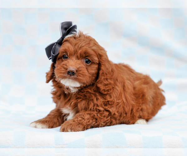 Medium Photo #2 Cavapoo-Poodle (Toy) Mix Puppy For Sale in LIBERTY, KY, USA