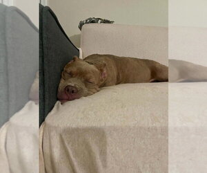 Una - Female Mutt Dog for Adoption - Photo #4